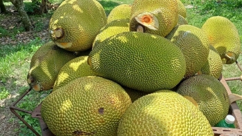 Trồng giống mít ruột đỏ ăn vừa dẻo vừa ngọt bán đắt ngang sầu riêng chỉ 200 cây đã thu trên 300 triệu/năm