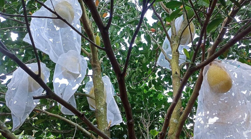 Những trái mít ruột đỏ được bảo vệ bằng bao ni lông để tránh sâu bệnh và cho trái đẹp.