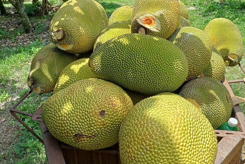 Mít ruột đỏ cho năng xuất cao và bán được giá nên thu nhập ổn định.