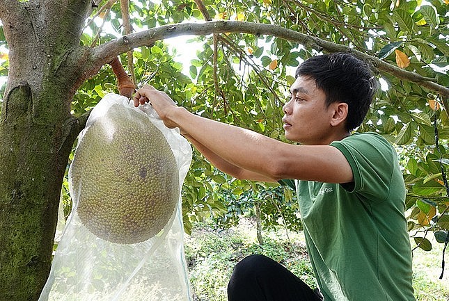 Sang cẩn thận thăm từng trái mít trong vườn