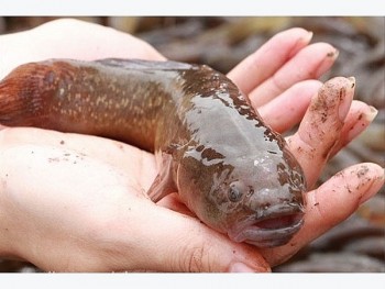 Mô hình nuôi Cá bống bớp cho hiệu quả kinh tế cao tại Nam Định