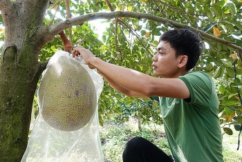 Trồng giống mít ruột không vàng mà lại đỏ, chăm nhàn tênh mỗi năm thu nhập nửa tỷ đồng