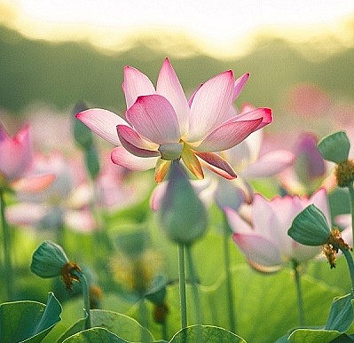 Tháng 5 oi bức, đi đâu mà không ghé ngay Hang Múa để ngắm nhìn đầm sen đẹp nên thơ hữu tình. Tháng 5 oi bức, đi đâu mà không ghé ngay Hang Múa để ngắm nhìn đầm sen đẹp nên thơ hữu tình.