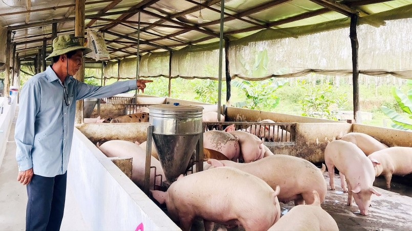 Giá heo hơi hôm nay (20/5) tăng đồng loạt từ 1.000 đến 3.000 đồng/kg trên cả nước. 