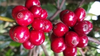 Giá nông sản hôm nay 20/5: Cà phê tăng dựng đứng sát mốc 60, hồ tiêu lặng sóng