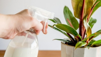 Trồng hoa sử dụng 5 dung dịch dinh dưỡng tuyệt vời này, không tốn một xu mà hoa vẫn nở như suối