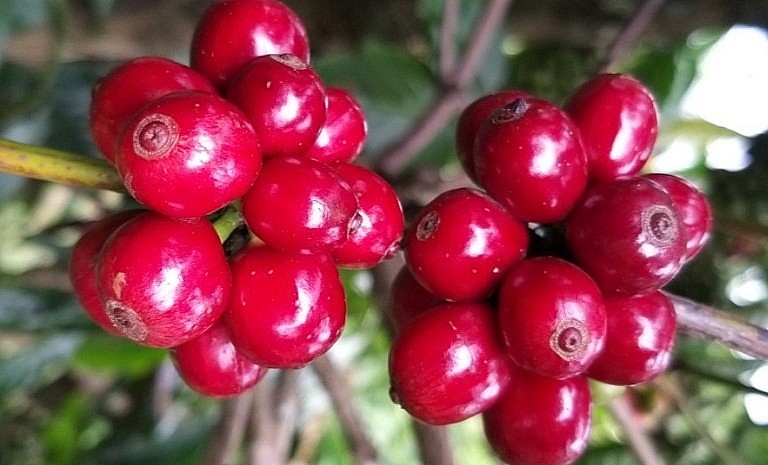 Giá nông sản hôm nay (20/5), cà phê có một phiên tăng dựng đứng, riêng robusta lập kỷ lục trong 12 năm.