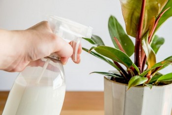 Trồng hoa sử dụng 5 dung dịch dinh dưỡng tuyệt vời này, không tốn một xu mà hoa vẫn nở như suối