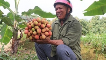 Miền Bắc bước vào mùa vải chín sớm, đặc sản Thanh Hà giá tăng vọt vẫn cháy hàng