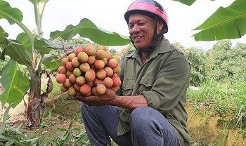 Miền Bắc bước vào mùa vải chín sớm, đặc sản Thanh Hà giá tăng vọt vẫn cháy hàng