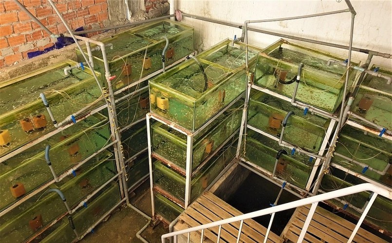 Hiện nay anh Nhật đang có 40 hồ, với số lượng hơn 15.000 con cá chọi mini Hà Lan (Ảnh: Hoài Sơn). Hiện nay anh Nhật đang có 40 hồ, với số lượng hơn 15.000 con cá chọi mini Hà Lan (Ảnh: Hoài Sơn).