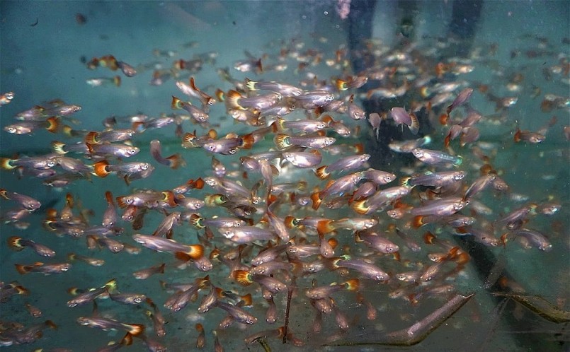 Cá được anh nuôi theo kỹ thuật riêng để giữ được đặc tính