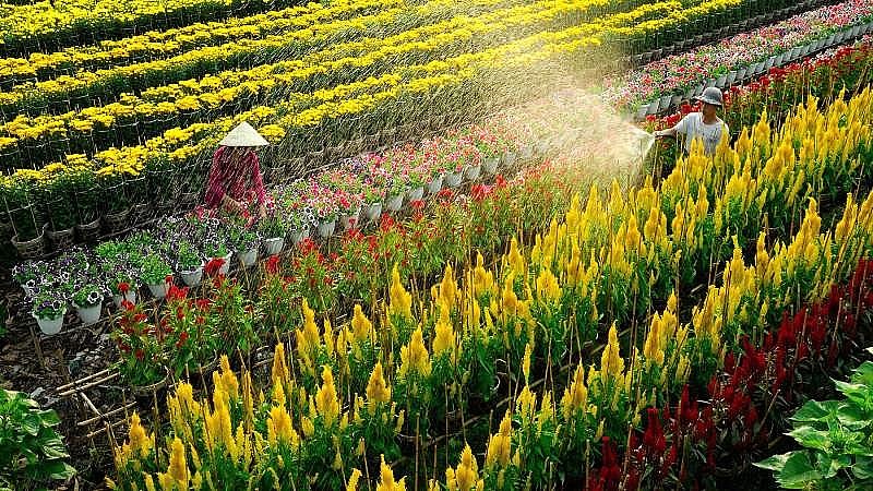 Sa Đéc là một thị xã thuộc tỉnh Đồng Tháp