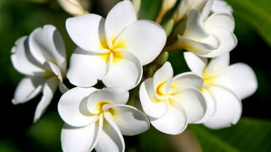 Hoa Chăm Pa quốc hoa của đất nước Lào