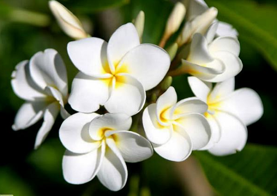 Hoa Chăm Pa quốc hoa của Lào