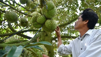 Tỉnh trồng lúa bỗng tăng vọt diện tích sầu riêng kỳ vọng tạo sức bật khi hợp tác với tập đoàn nuôi heo