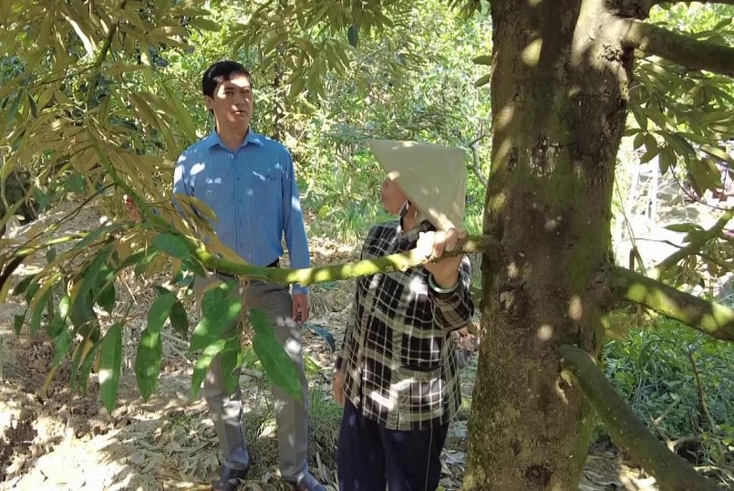 Nhiều nhà vườn ở Đồng Tháp kỳ vọng tăng lợi nhuận từ cây sầu riêng.