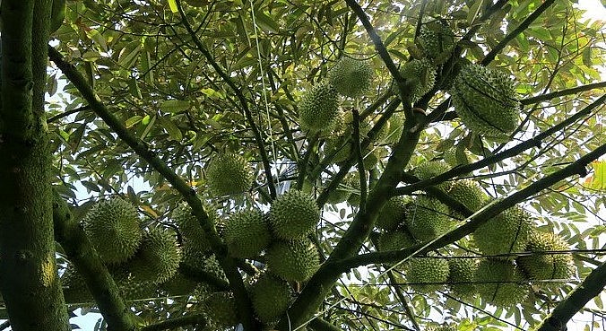 Một vườn sầu riêng ở xã Mỹ Long, huyện Cao Lãnh gần đến ngày thu hoạch.