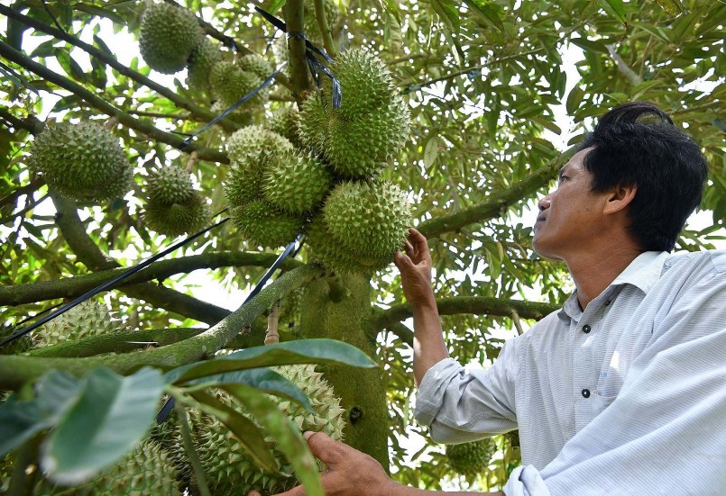Vườn sầu riêng của gia đình ông Dũng (xã Tân Kiều, huyện Tháp Mười, Đồng Tháp) đang vào vụ thu hoạch.