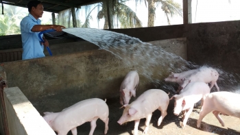 Giá heo hơi hôm nay 21/5: Tăng dồn dập sát mốc 60, đà tăng sẽ hãm do lượng tiêu thụ chậm