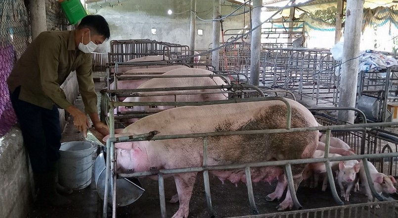 Giá heo hơi hôm nay (21/5) sau những phiên tăng liên tiếp người chăn nuôi đã bắt đầu có lợi nhuận.