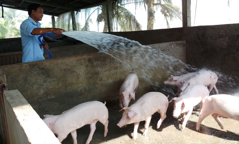Giá heo hơi hôm nay (21/5), những ngày qua, giá heo tăng đều khắp cả nước lập nên mặt bằng giá mới.