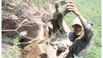 Đánh cược tính mạng đi săn loại gỗ quý, một bộ rễ có giá cả tỷ đồng