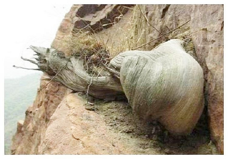 Gỗ nhai bách chỉ mọc trên các vách núi đá vôi cheo leo 