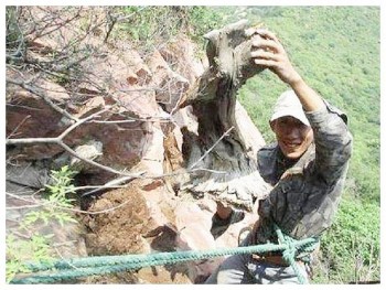 Đánh cược tính mạng đi săn loại gỗ quý, một bộ rễ có giá cả tỷ đồng