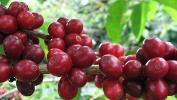 Giá nông sản hôm nay 21/5: Cà phê tăng dựng đứng lập đỉnh kỷ lục, hồ tiêu ổn định chờ thời