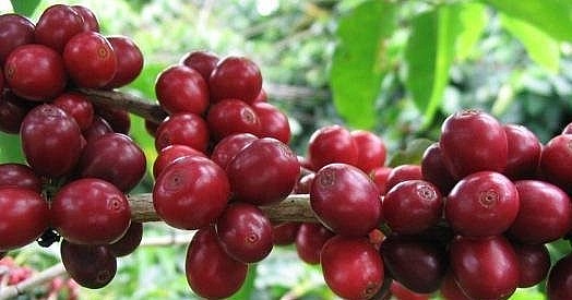 Giá nông sản hôm nay (21/5), giá cà phê tăng liên tiếp lập đỉnh mới. Giá nông sản hôm nay (21/5), giá cà phê tăng liên tiếp lập đỉnh mới.