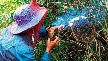 Săn loài ong bé như con ruồi nhưng tạo loại mật cực phẩm, nghề vất vả nhưng thu tiền triệu mỗi ngày