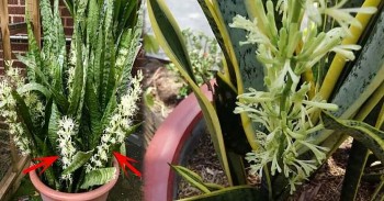 Cây lưỡi hổ ra hoa nên cắt bỏ hay giữ? 90% người trả lời sai, chẳng trách cây ngày càng gầy yếu