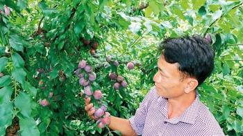 Giá mận hậu cao chót vót nhà vườn lộ tuyệt chiêu ra trái vụ