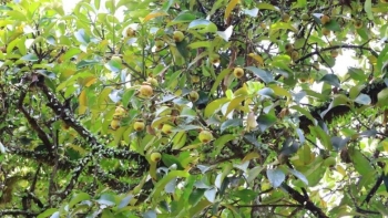 Vườn măng cụt gần 200 năm tuổi ở miền Tây mở cửa đón du khách