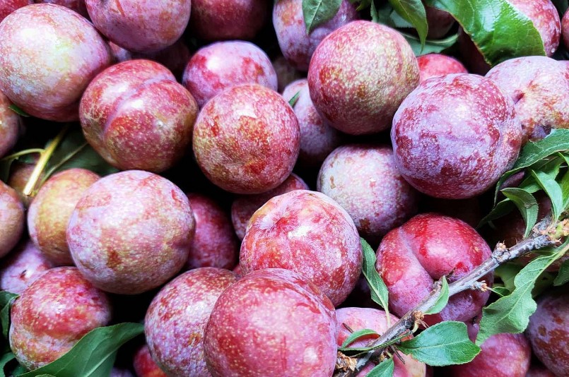 Mận hậu trái vụ có giá bán cao gấp 3 đến 4 lần khi chín rộ. Mận hậu trái vụ có giá bán cao gấp 3 đến 4 lần khi chín rộ.