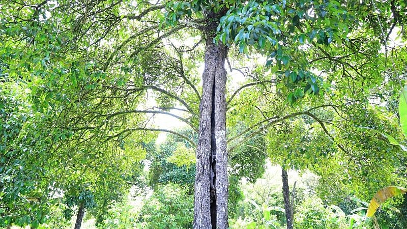 Những thân cây là chứng nhân lịch sử, bị bom đạn rơi trúng Những thân cây là chứng nhân lịch sử, bị bom đạn rơi trúng