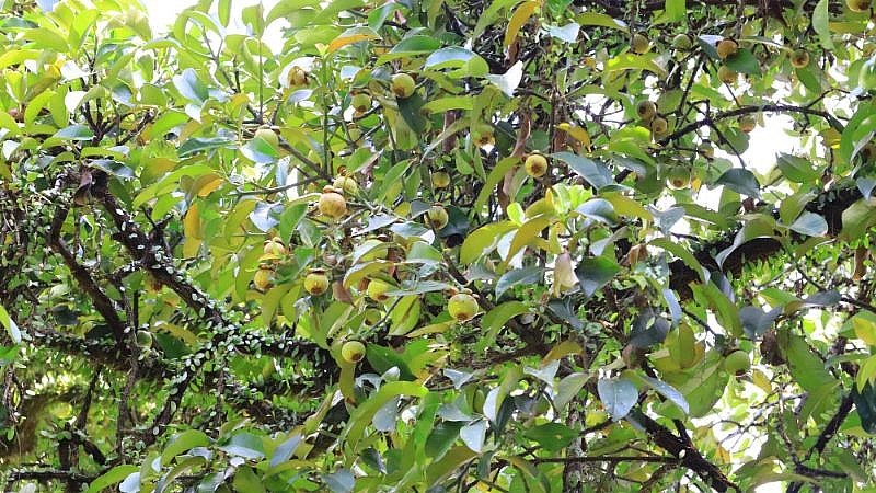 Vườn măng cụt gần 200 năm tuổi ở miền Tây Vườn măng cụt gần 200 năm tuổi ở miền Tây