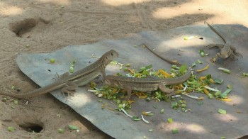 Đặc sản trứ danh của Bình Thuận được mệnh danh là “vua sa mạc”, giá 500.000 đồng/kg không có hàng để bán