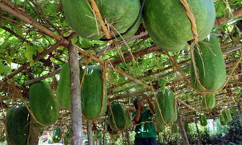 Trái bí khổng lồ của thôn Chánh Trạch