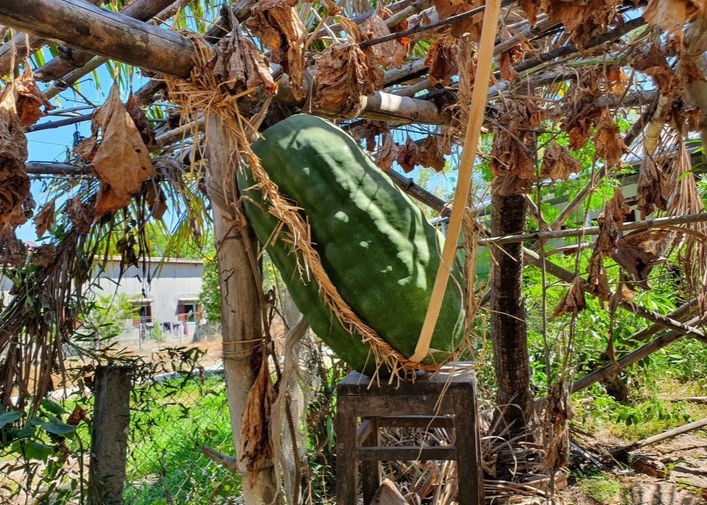 Trái bí được đỡ bằng dây rơm bện và ghế gỗ - Ảnh: NGỌC DIỆP