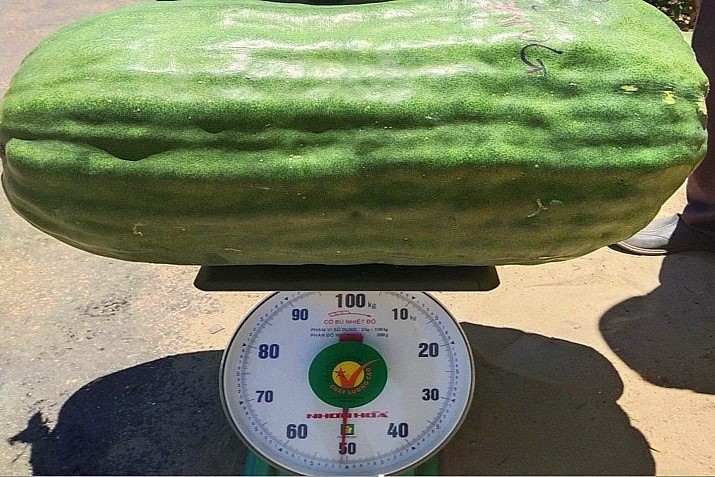 Quả bí đao nặng 50 kg. Ảnh: Bình Long