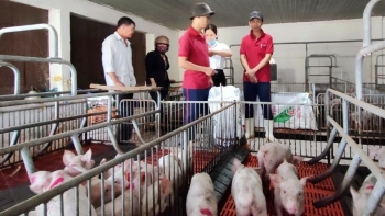 Giá heo hơi hôm nay 22/5: Chững lại ở mốc 59.000 đồng/kg, người nuôi tranh thủ xuất chuồng, yếu tố nào đang đẩy giá heo?