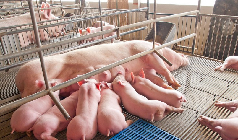 Giá heo hơi hôm nay (22/5) đang ở mức có lãi, người nuôi đang tính tới phương án tái đàn heo.