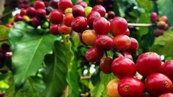 Giá nông sản hôm nay 22/5: Cà phê tiếp đà bứt phá lập đỉnh mới, hồ tiêu lặng sóng chờ động lực