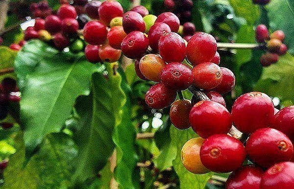 Giá nông sản hôm nay (22/5), cà phê khởi sắc, trong đó, giá cà phê robusta tăng 1,89% lên mức 2.588 USD/tấn. Giá nông sản hôm nay (22/5), cà phê khởi sắc, trong đó, giá cà phê robusta tăng 1,89% lên mức 2.588 USD/tấn.