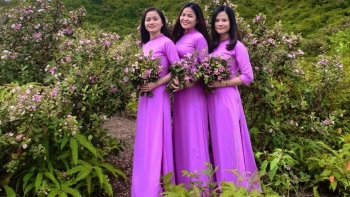 Hoa sim biên giới tím thẫm trong nắng hè tạo sức hút dòng người đổ về Móng Cái