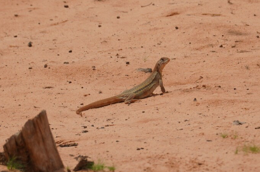 Đặc sản trứ danh của Bình Thuận được mệnh danh là “vua sa mạc”, giá 500.000 đồng/kg còn không có hàng để bán Đặc sản trứ danh của Bình Thuận được mệnh danh là “vua sa mạc”, giá 500.000 đồng/kg còn không có hàng để bán