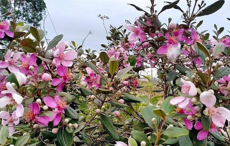 Hoa sim đã trở thành thương hiệu riêng có của xã hải Sơn, thành phố Móng Cái. Hoa sim đã trở thành thương hiệu riêng có của xã hải Sơn, thành phố Móng Cái.