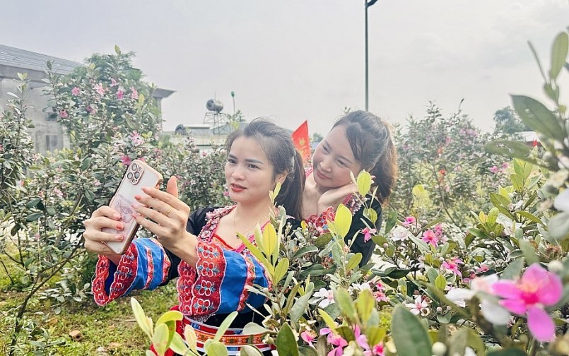 Sắc tím hoa sim đang tạo sức hút đặc biệt để du khách khám phá những giá trị của vùng đất biên giới Móng Cái. Sắc tím hoa sim đang tạo sức hút đặc biệt để du khách khám phá những giá trị của vùng đất biên giới Móng Cái.